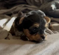 Hiccup, a male Yorkshire Terrier for sale in Mountain Home, AR – Photo 2 of 3