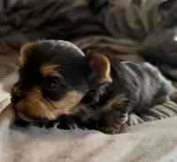 Hiccup, a male Yorkshire Terrier for sale in Mountain Home, AR – Photo 3 of 3