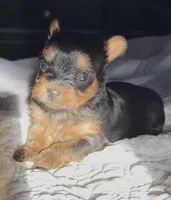 Hiccup, a male Yorkshire Terrier for sale in Mountain Home, AR – Photo 1 of 3