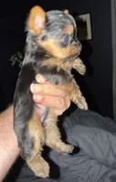 Jellybean, a male Yorkshire Terrier for sale in Mountain Home, AR – Photo 2 of 4
