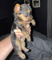 Jellybean, a male Yorkshire Terrier for sale in Mountain Home, AR – Photo 3 of 4