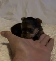 Mistletoe, a female Yorkshire Terrier for sale in Mountain Home, AR – Photo 9 of 9