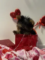 Mistletoe, a female Yorkshire Terrier for sale in Mountain Home, AR – Photo 7 of 9