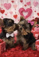 Mistletoe, a female Yorkshire Terrier for sale in Mountain Home, AR – Photo 8 of 9