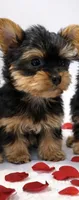Mistletoe, a female Yorkshire Terrier for sale in Mountain Home, AR – Photo 2 of 9