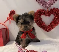 Mistletoe, a female Yorkshire Terrier for sale in Mountain Home, AR – Photo 1 of 9