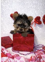 Mistletoe, a female Yorkshire Terrier for sale in Mountain Home, AR – Photo 3 of 9