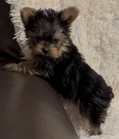 Mistletoe, a female Yorkshire Terrier for sale in Mountain Home, AR – Photo 4 of 9