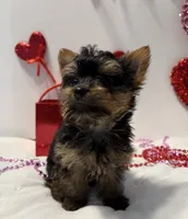 Valentine puppy , a male Yorkshire Terrier for sale in Mountain Home, AR – Photo 1 of 10