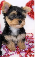 Valentine puppy , a male Yorkshire Terrier for sale in Mountain Home, AR – Photo 4 of 10