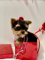 Valentine puppy , a male Yorkshire Terrier for sale in Mountain Home, AR – Photo 3 of 10