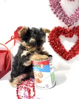 Valentine puppy , a male Yorkshire Terrier for sale in Mountain Home, AR – Photo 2 of 10