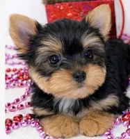Valentine puppy , a male Yorkshire Terrier for sale in Mountain Home, AR – Photo 7 of 10