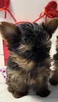 Valentine puppy , a male Yorkshire Terrier for sale in Mountain Home, AR – Photo 6 of 10