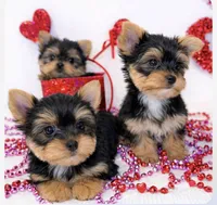 Valentine puppy , a male Yorkshire Terrier for sale in Mountain Home, AR – Photo 9 of 10