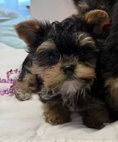 Valentine puppy , a male Yorkshire Terrier for sale in Mountain Home, AR – Photo 8 of 10