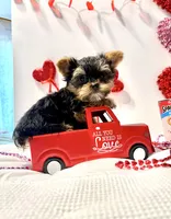 Valentine puppy , a male Yorkshire Terrier for sale in Mountain Home, AR – Photo 5 of 10