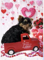 Valentine puppy , a male Yorkshire Terrier for sale in Mountain Home, AR – Photo 10 of 10