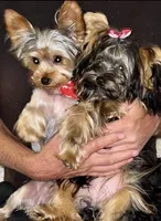 Jellybean, a male Yorkshire Terrier for sale in Mountain Home, AR – Photo 1 of 3