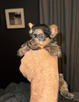 Jellybean, a male Yorkshire Terrier for sale in Mountain Home, AR – Photo 2 of 3