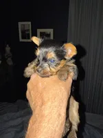 Jellybean, a male Yorkshire Terrier for sale in Mountain Home, AR – Photo 3 of 3