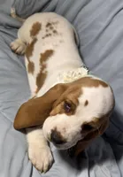 Kate , a female Basset Hound for sale in The Dalles, OR – Photo 6 of 10