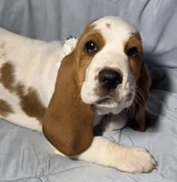 Kate , a female Basset Hound for sale in The Dalles, OR – Photo 3 of 10