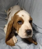 Kate , a female Basset Hound for sale in The Dalles, OR – Photo 5 of 10