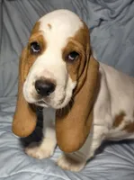 Kate , a female Basset Hound for sale in The Dalles, OR – Photo 2 of 10