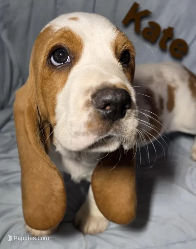 Kate  – Basset Hound puppy for sale in The Dalles, OR