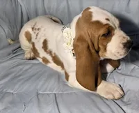 Kate , a female Basset Hound for sale in The Dalles, OR – Photo 4 of 10