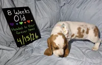 Kate , a female Basset Hound for sale in The Dalles, OR – Photo 10 of 10