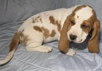 Kate , a female Basset Hound for sale in The Dalles, OR – Photo 9 of 10