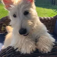 Scottie, a female Scottish Terrier for sale in Oak Harbor, OH – Photo 1 of 2