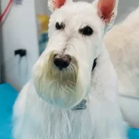 Scottie, a female Scottish Terrier for sale in Oak Harbor, OH – Photo 2 of 2