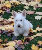 Scottie, a female Scottish Terrier for sale in Oak Harbor, OH – 1 of 1