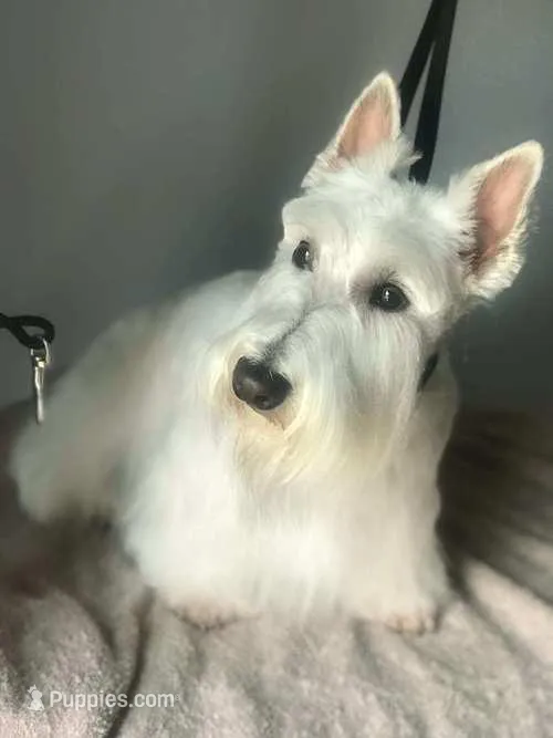 Scottie – Scottish Terrier puppy for sale in Oak Harbor, OH