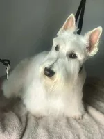 Scottie, a female Scottish Terrier for sale in Oak Harbor, OH – 1 of 1