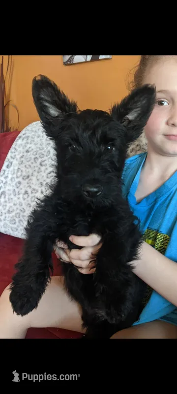 Scottie – Scottish Terrier puppy for sale in Oak Harbor, OH