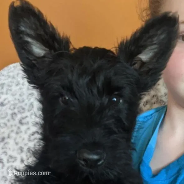 Scottie, a male Scottish Terrier for sale in Oak Harbor, OH – Photo 2 of 2