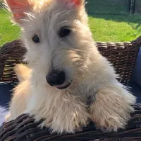 Scottie, a male Scottish Terrier for sale in Oak Harbor, OH – Photo 1 of 2