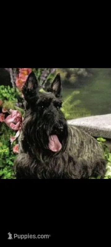 Scottie – Scottish Terrier puppy for sale in Oak Harbor, OH