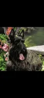 Scottie, a male Scottish Terrier for sale in Oak Harbor, OH – Photo 1 of 2