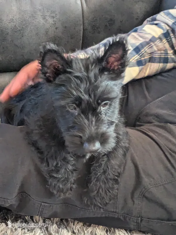 Scottie – Scottish Terrier puppy for sale in Oak Harbor, OH