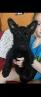Scottie, a  Scottish Terrier for sale in Oak Harbor, OH – Photo 1 of 2