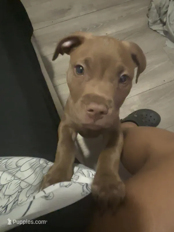 Bruno – American Pit Bull Terrier puppy for sale in Atlanta, GA