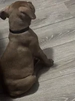 Bruno, a male American Pit Bull Terrier for sale in Atlanta, GA – 2 of 4