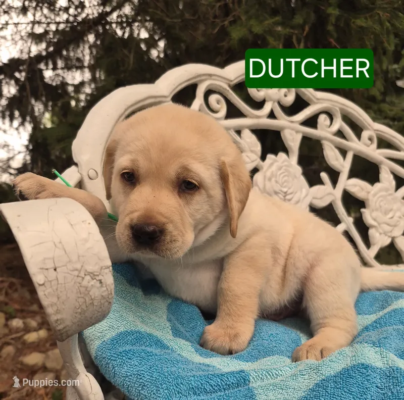 Dutcher – Labrador Retriever puppy for sale in Penn Yan, NY