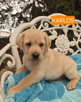 Karlos, a male Labrador Retriever for sale in Penn Yan, NY – 1 of 2