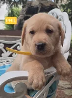 Phil, a male Labrador Retriever for sale in Penn Yan, NY – 2 of 2